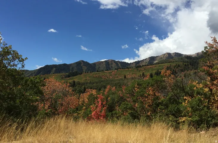 Mountainous terrain featuring diverse foliage and a clear sky