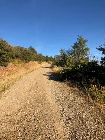 Gravel path winding through natural landscape with established trees and shrubbery