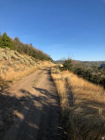 Unpaved road with surrounding natural foliage