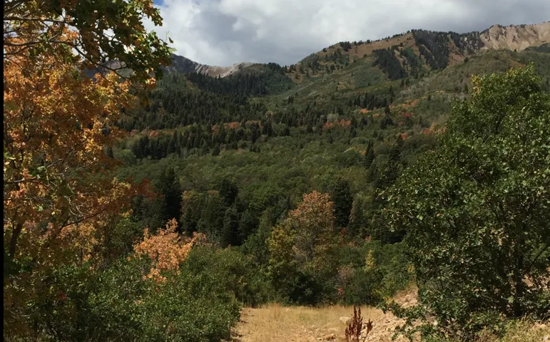 Mountainous landscape featuring extensive tree coverage and varied foliage