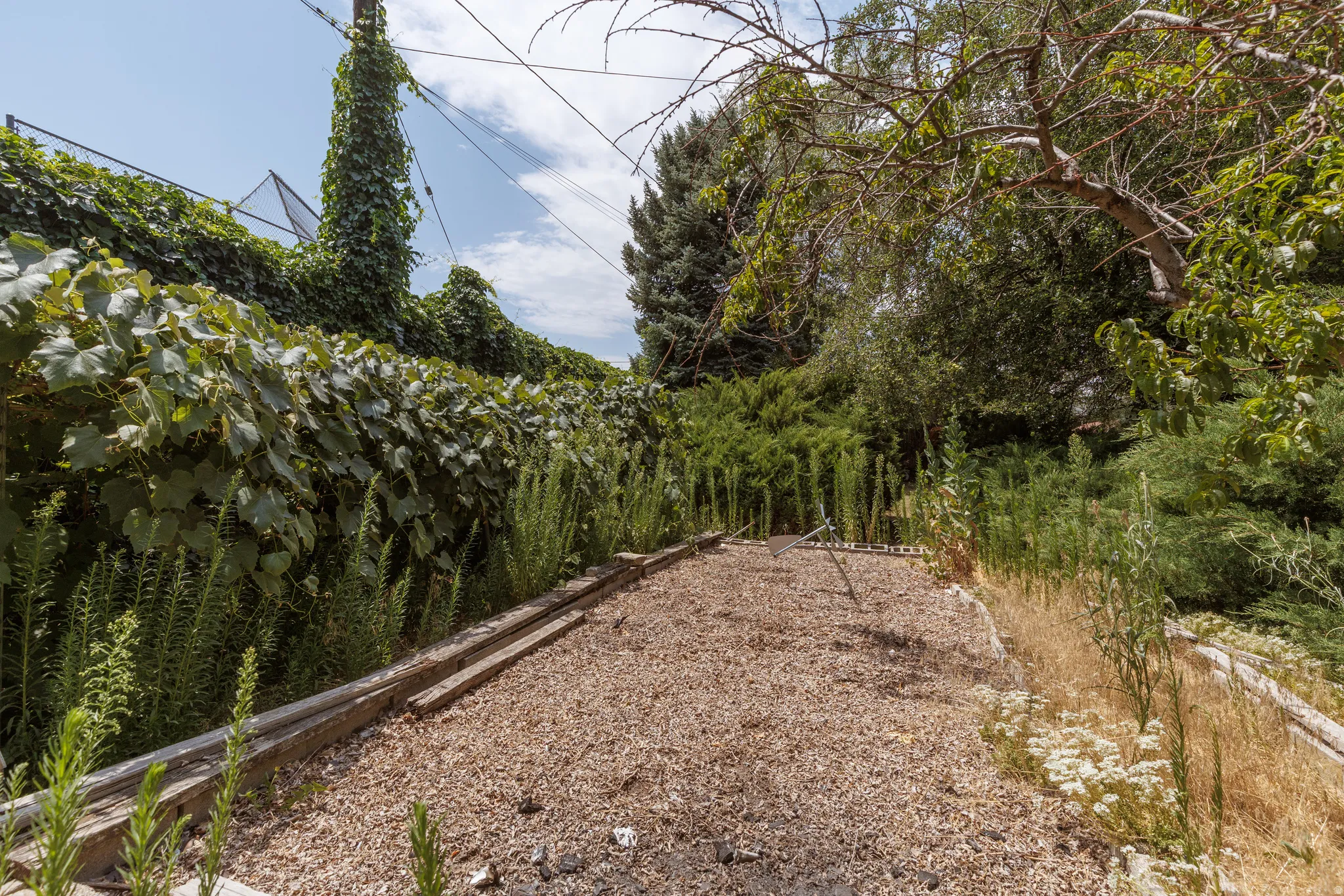 Gravel ground cover with a perimeter of mature greenery and established trees