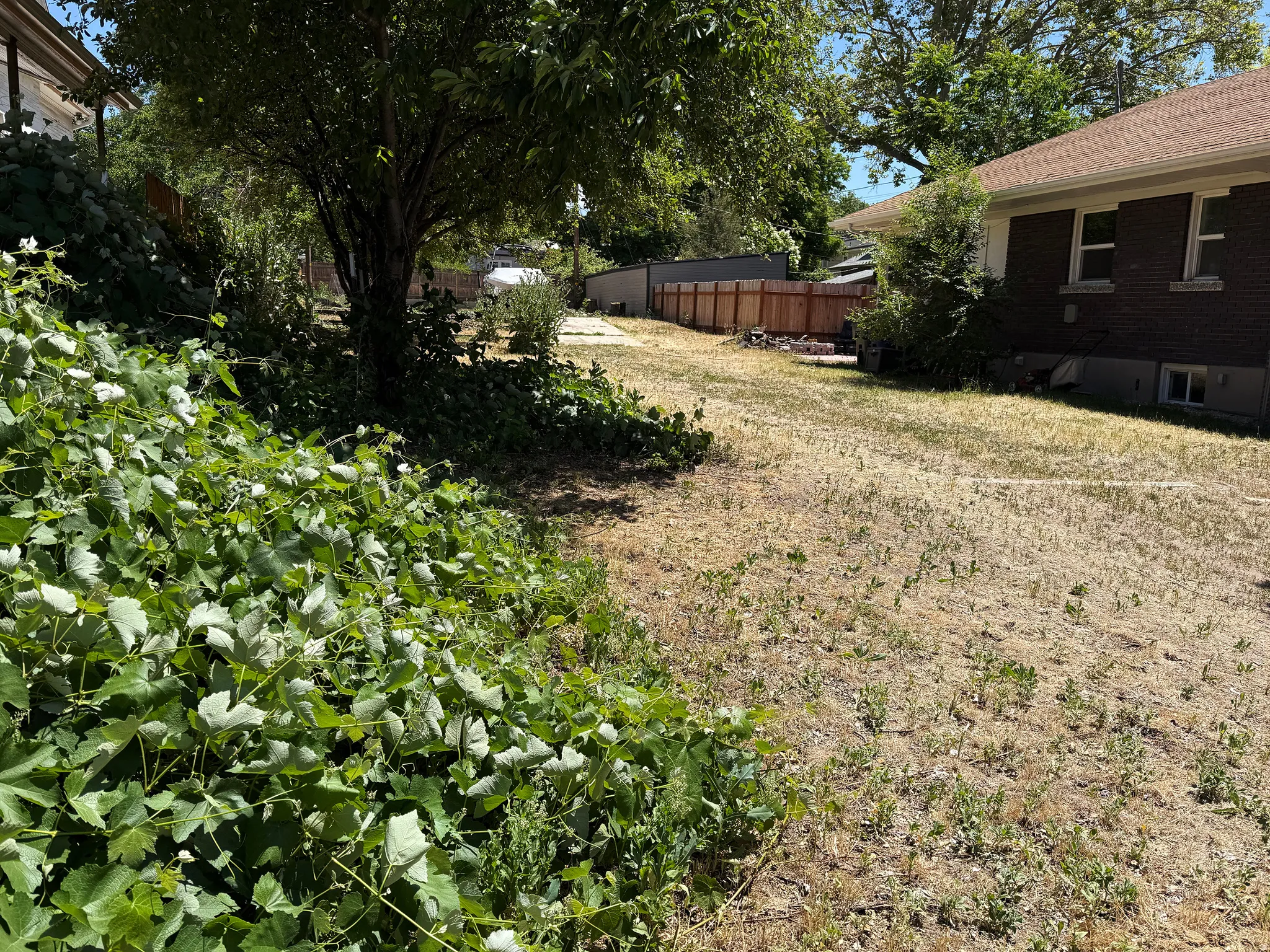 Expansive yard with natural ground cover, mature trees, and a wooden privacy fence