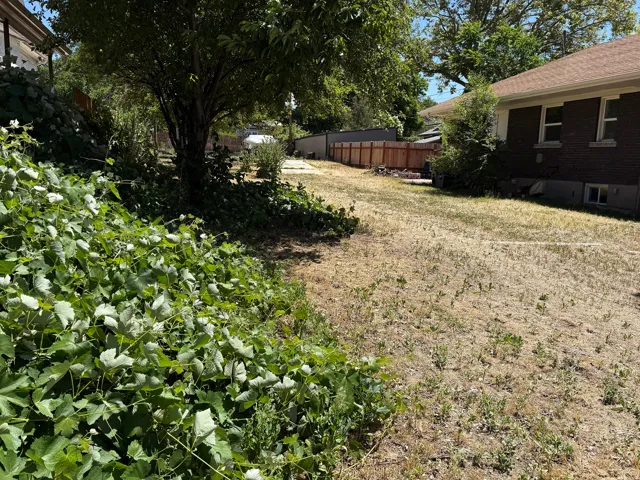 Expansive yard with natural ground cover, mature trees, and a wooden privacy fence