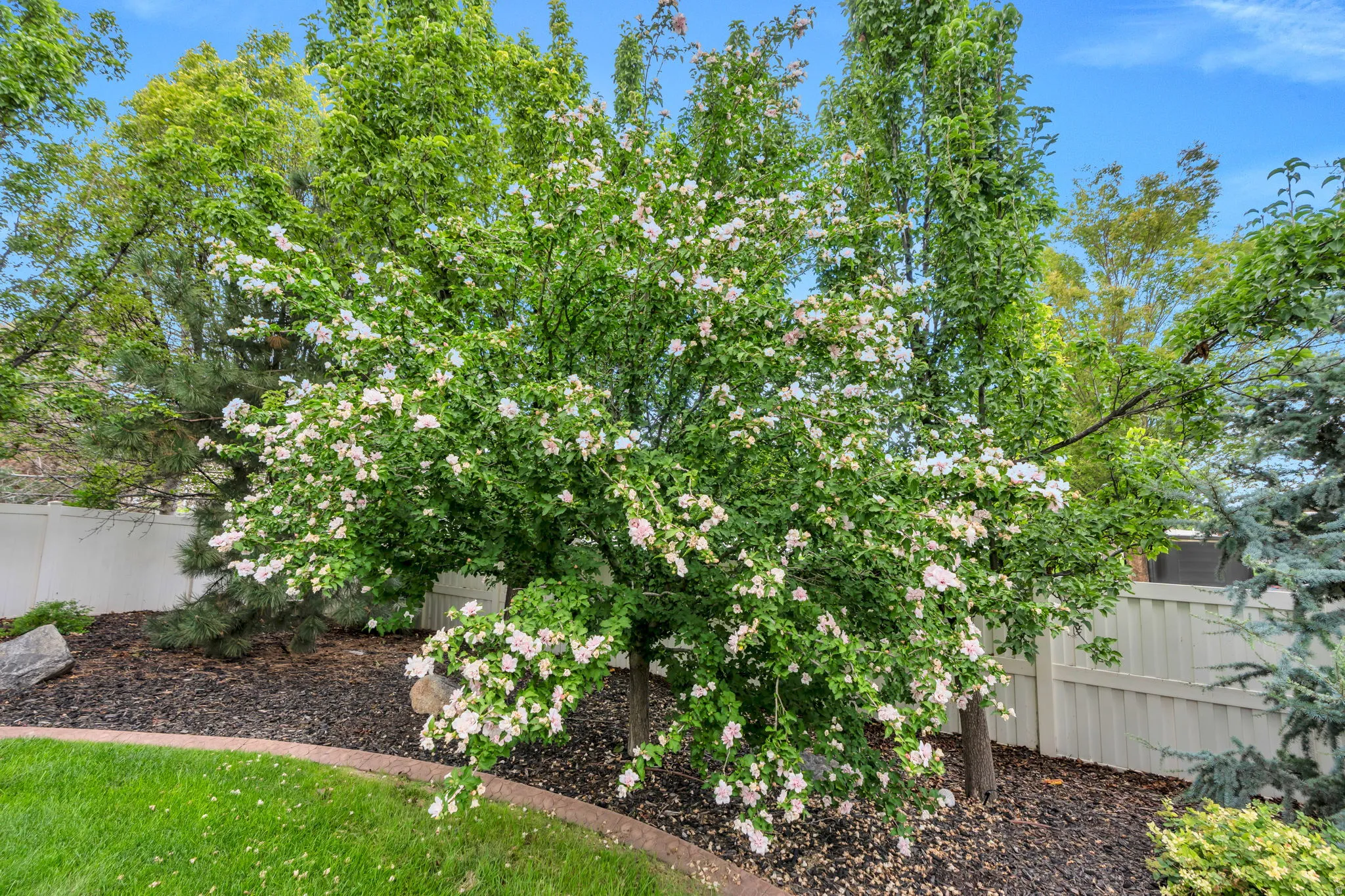Expansive landscaped yard featuring a flowering tree, mature evergreen, and a privacy fence