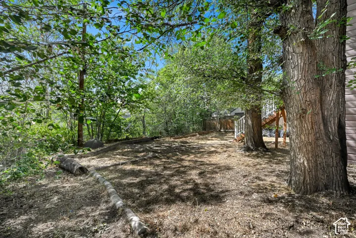 Expansive treed yard with natural ground cover and a wood-slat fence