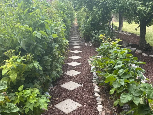 Walkway along raspberry bushes
