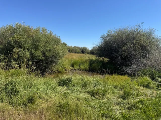 Expansive natural landscape featuring dense foliage, a clear blue sky, and a stream