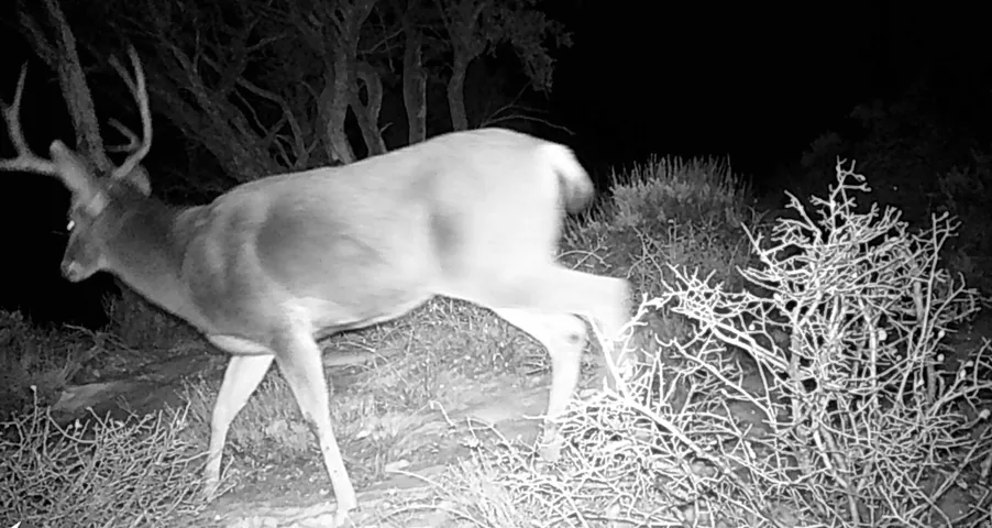 Nice Buck on the property!