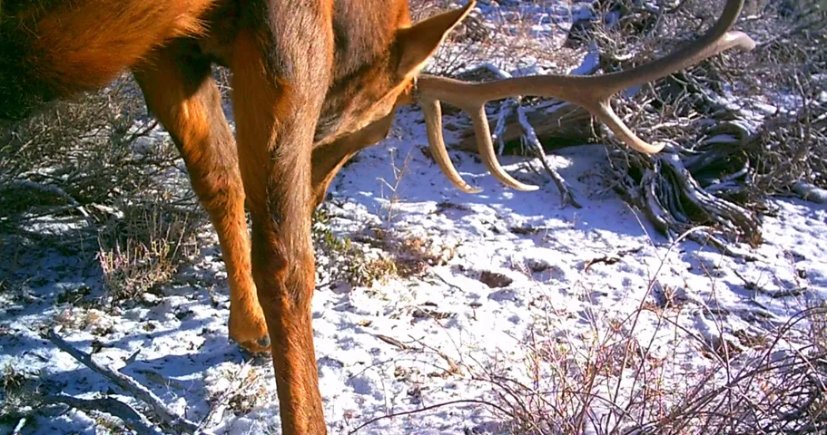 Prime Hunting - Huge Bull on the property!