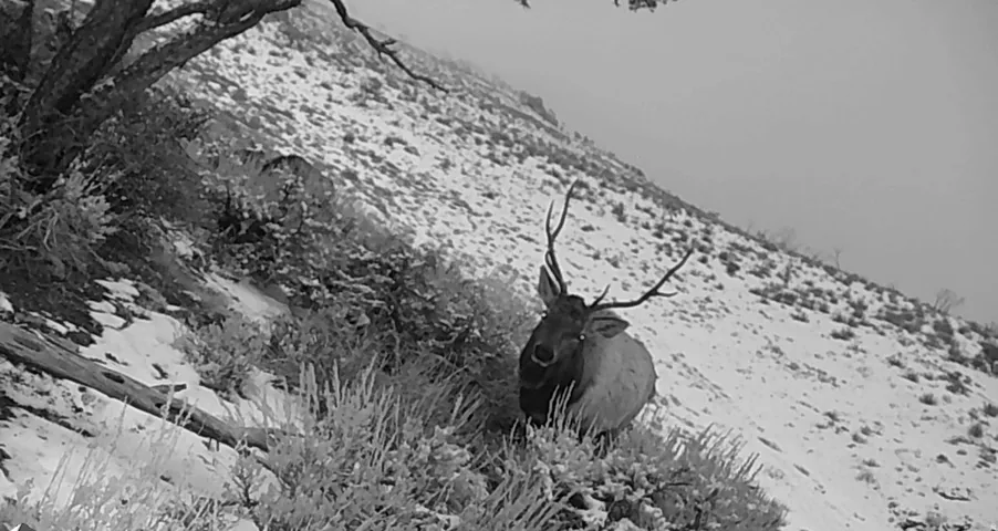 Prime Hunting - Huge Bull on the property!