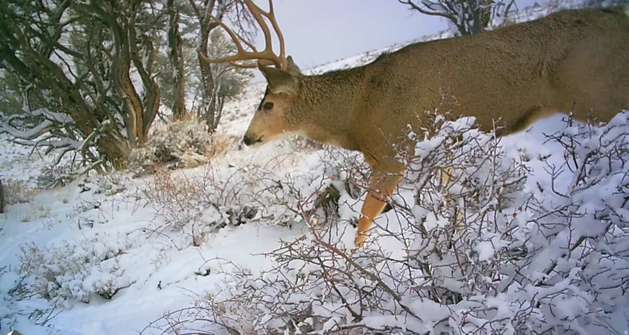 Nice Buck on the property!