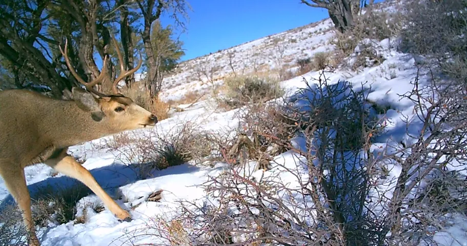 Prime Hunting or Camping Property - 10 acres in Fruitland! Close to Strawberry! Huge Bucks & Bulls!