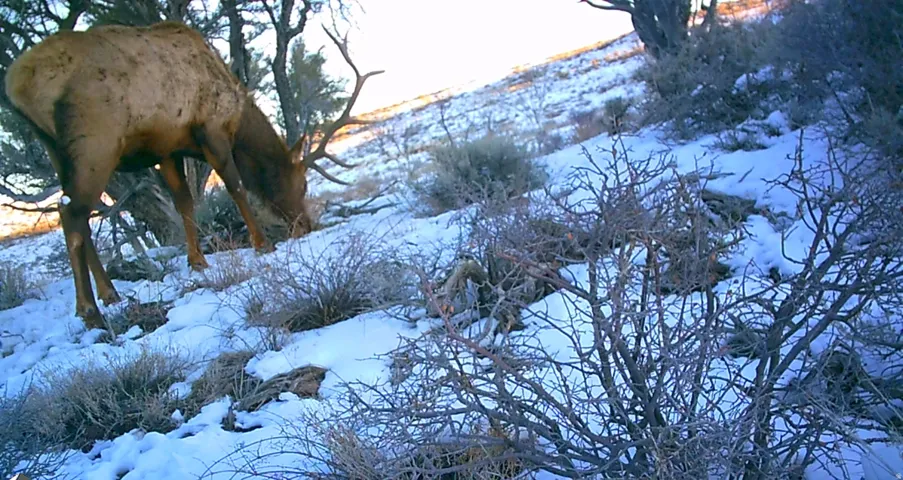 Nice Bulls on the property!