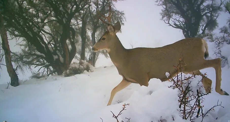Nice Buck on the property!