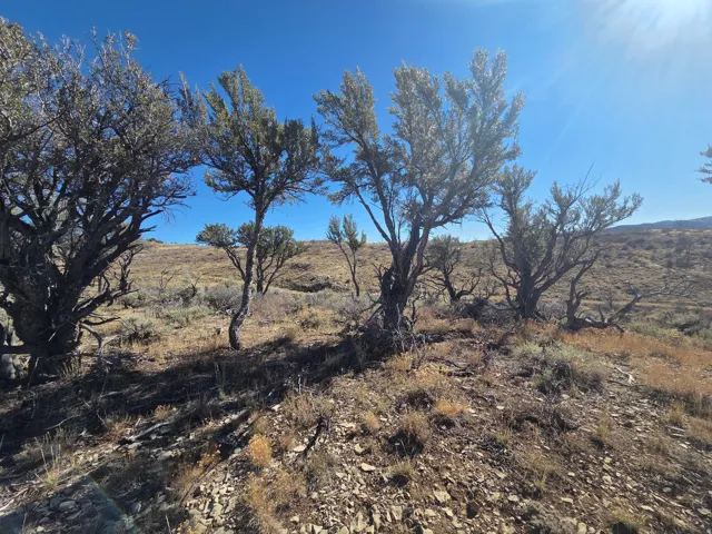 Trees!