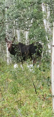 Moose