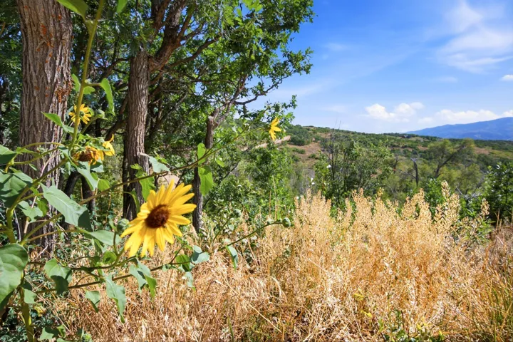 3044 S Forest Meadow Rd, Coalville, Utah 84017