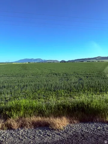 Expansive field of green growth with a clear blue sky overhead and distant mountains