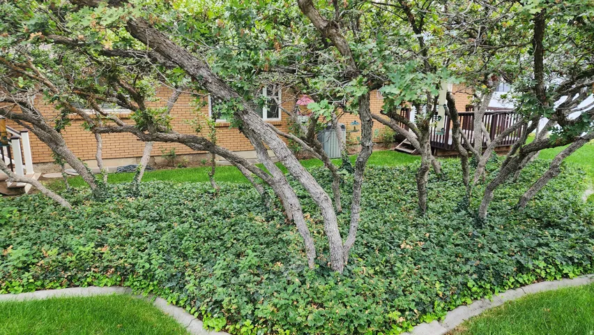 Landscaped garden bed with mature trees, ground cover, and a concrete border