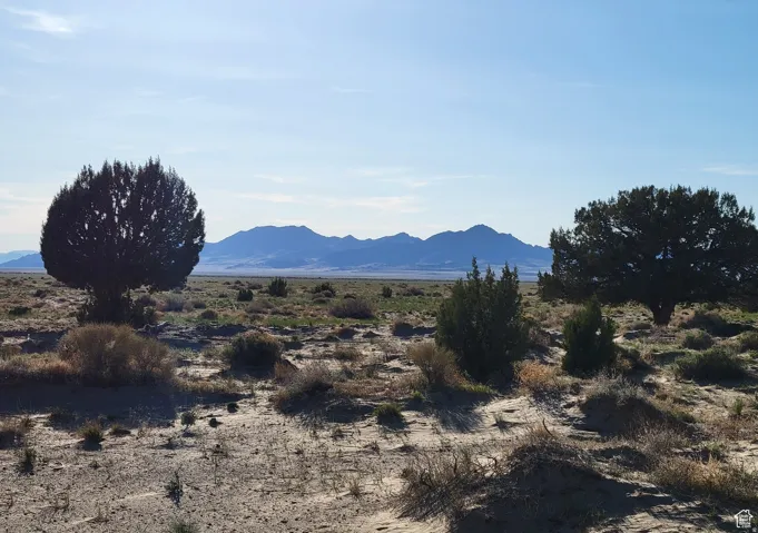 Expansive desert landscape with scattered shrubs and mature trees, featuring distant mountains under a clear sky