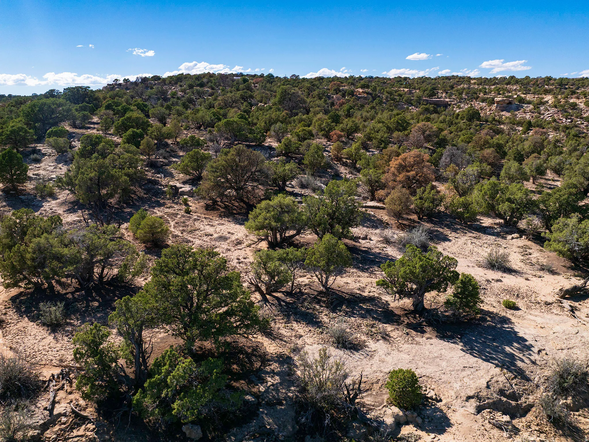 Expansive natural landscape featuring varied terrain and abundant mature trees