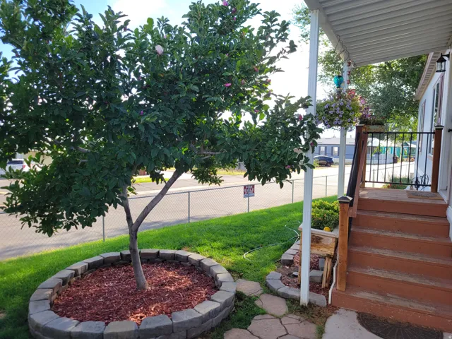 Mature shade tree with established landscaping and mulched planting bed, concrete border edging, and manicured lawn