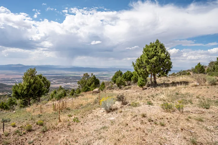 Expansive hillside property featuring mature evergreen trees and natural vegetation