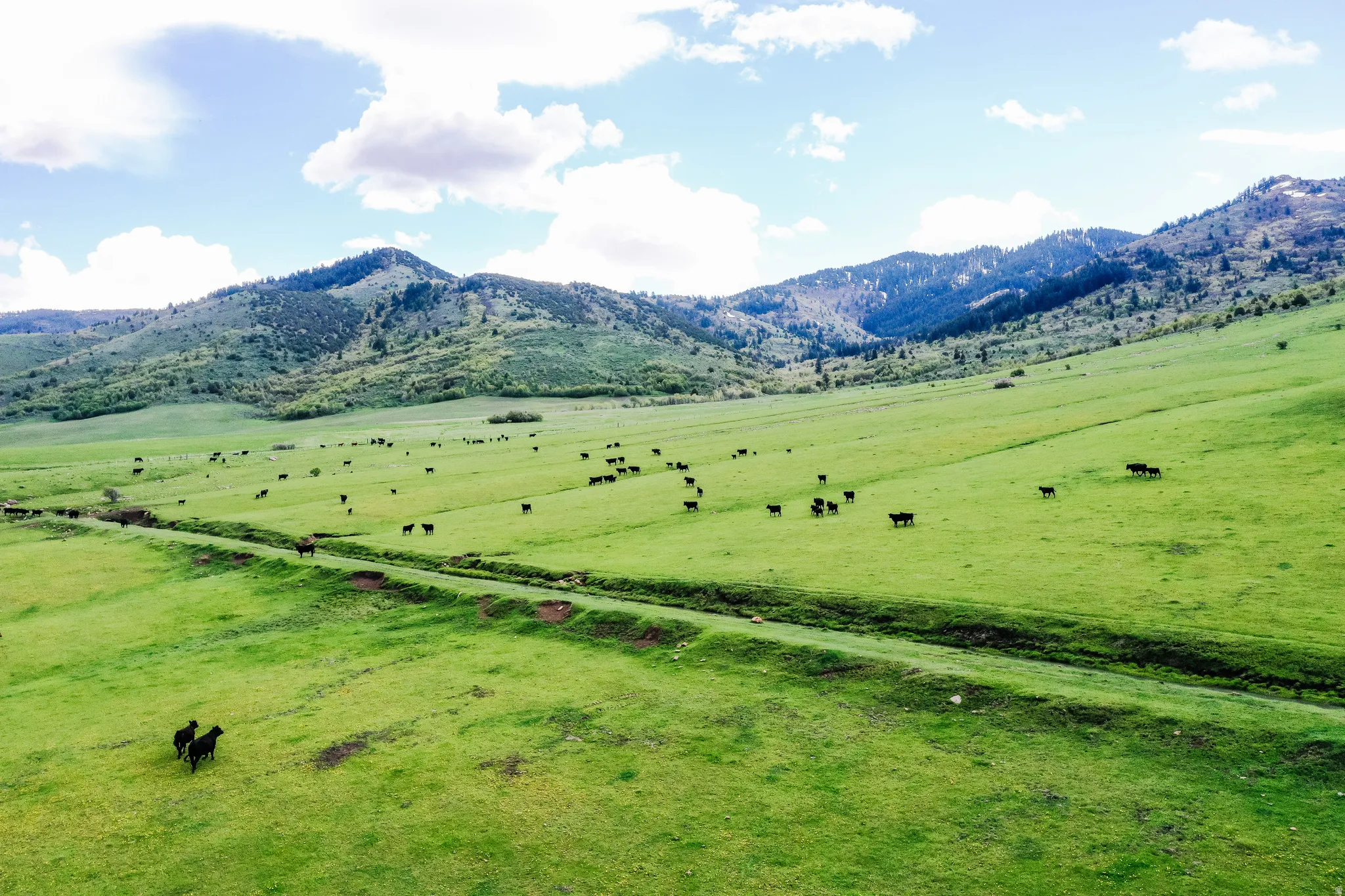 Expansive green pastures with rolling hills and distant mountains