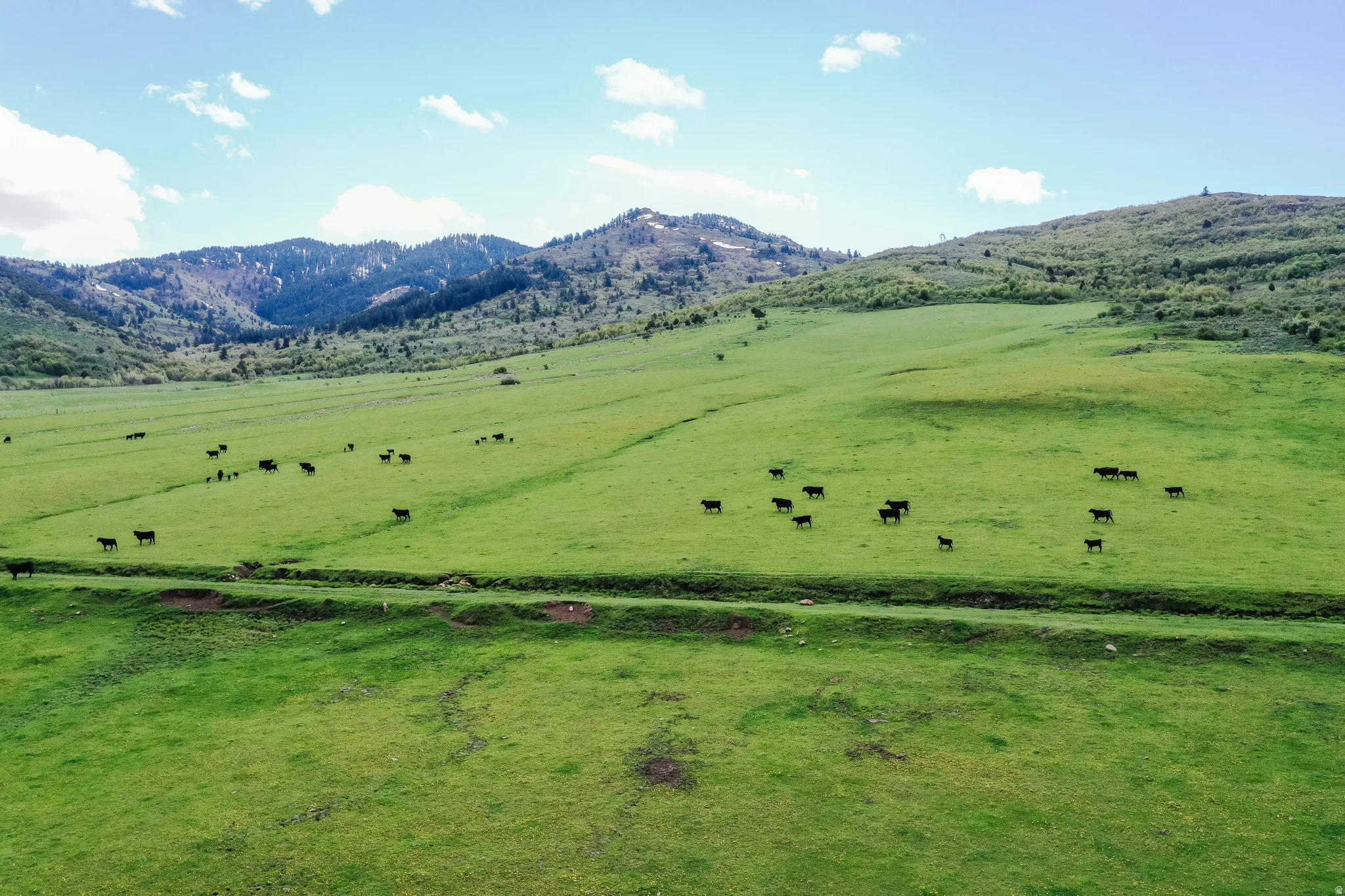Expansive green pastures with rolling terrain, bordering distant mountains and natural woodlands