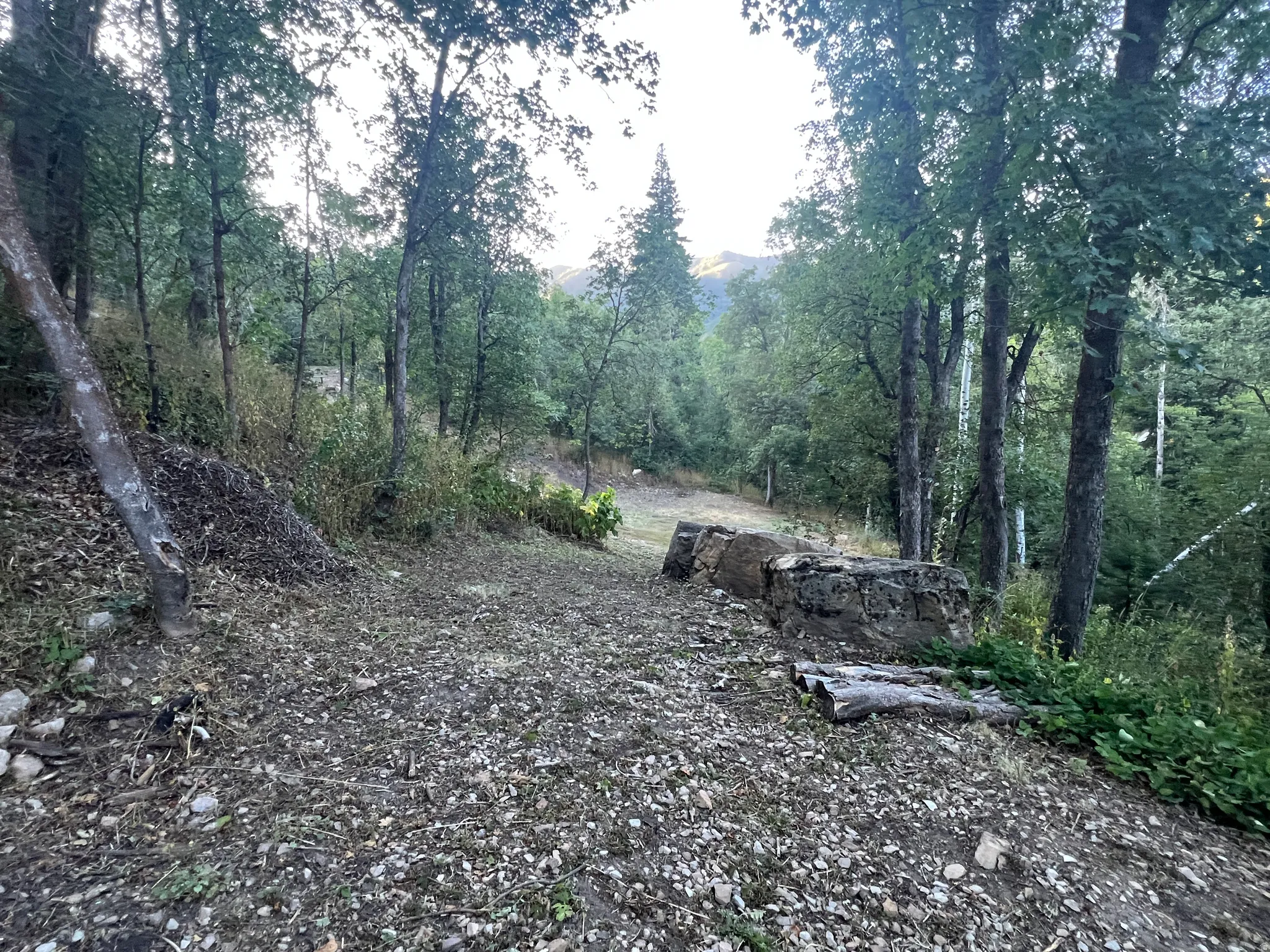 Wooded lot with natural ground cover and mature trees