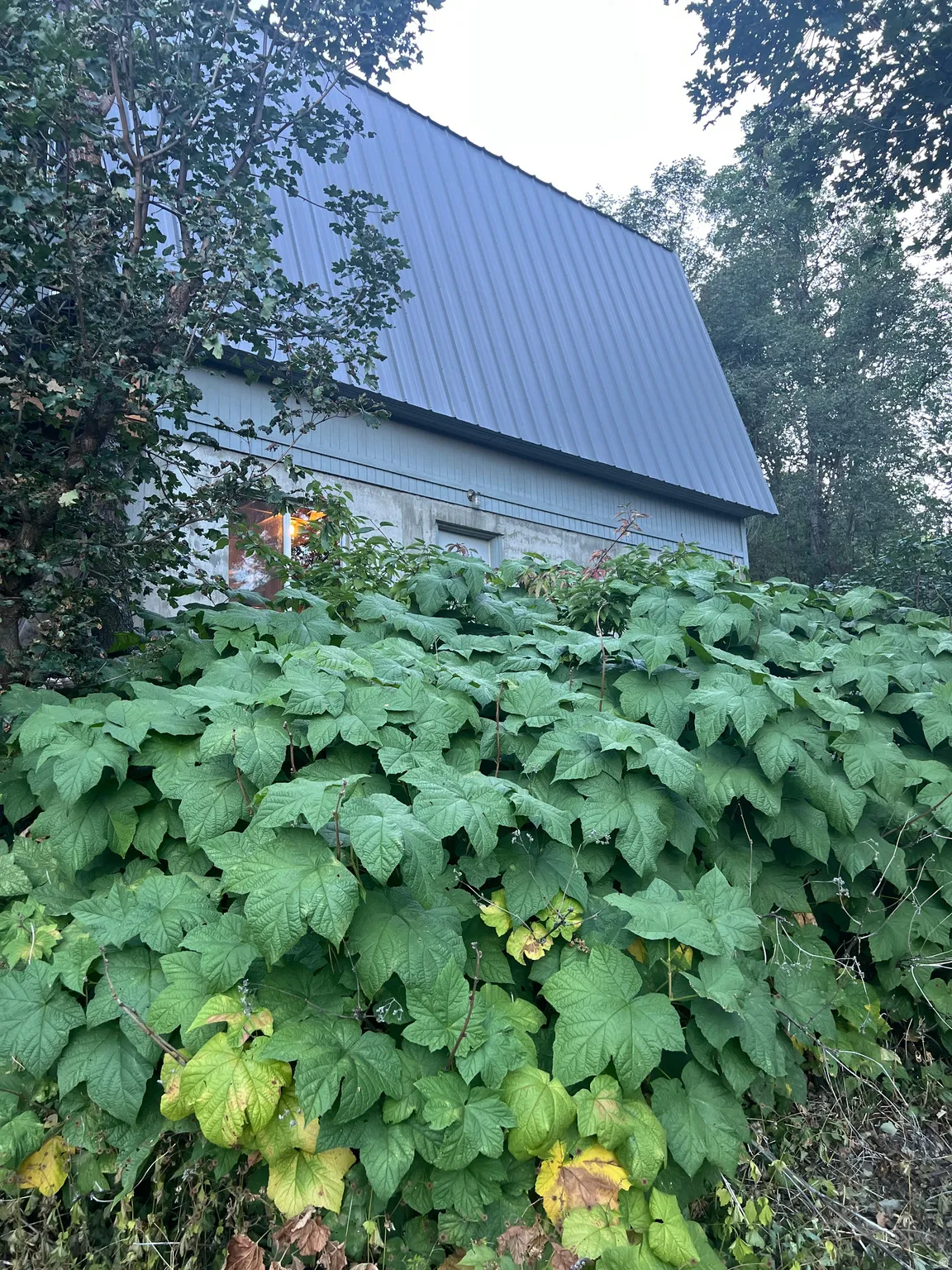 Back of cabin.  Green in August!