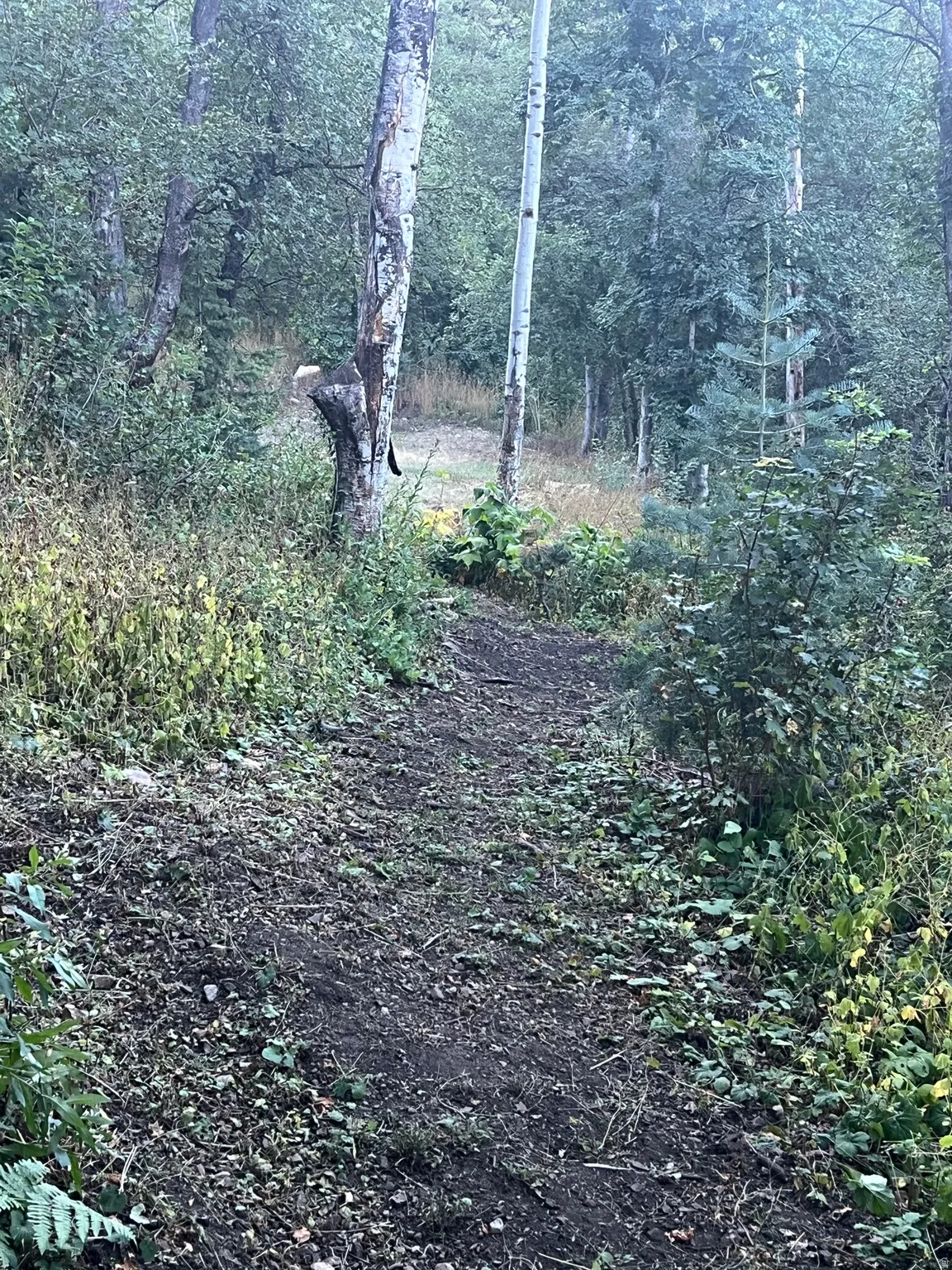 One of the trails on the lot.