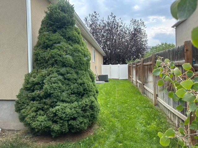 Manicured lawn with mature shrubbery and established fencing