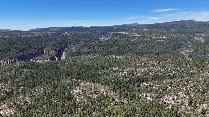 Expansive forested landscape with rolling terrain and distant canyon formations