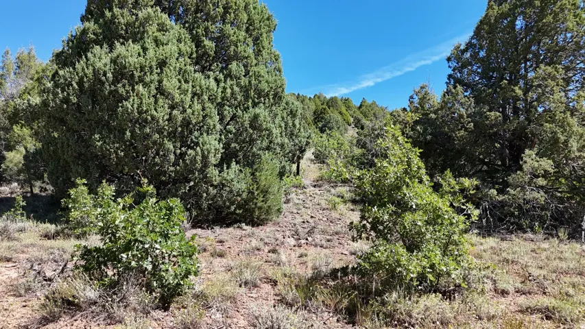 Natural landscape featuring diverse evergreen trees and low-lying shrubs
