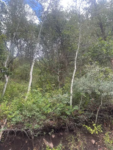 Natural landscape featuring mature deciduous trees and lush vegetation