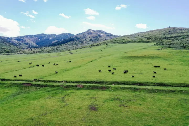 Expansive green pastures with rolling terrain, bordering distant mountains and natural woodlands