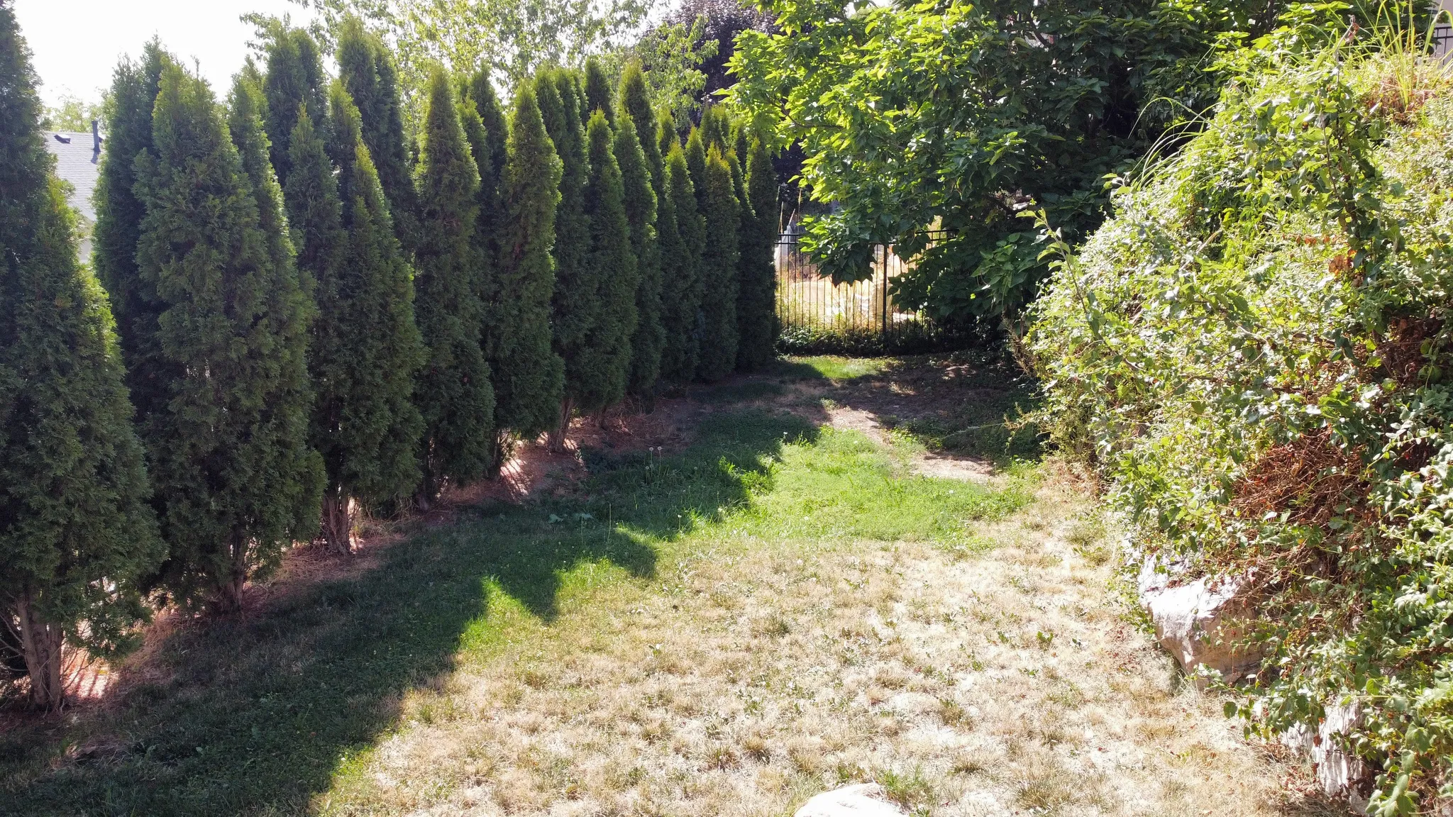Mature evergreen trees creating a natural screen, fenced perimeter, and a mix of green grass and ground cover