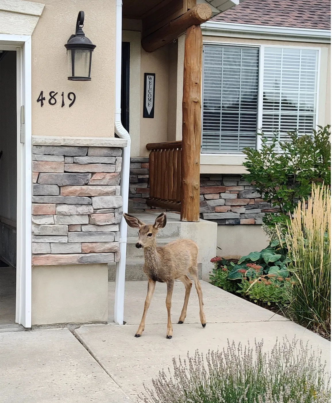 screenshot from camera of baby deer!