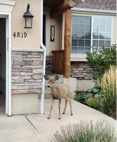 screenshot from camera of baby deer!