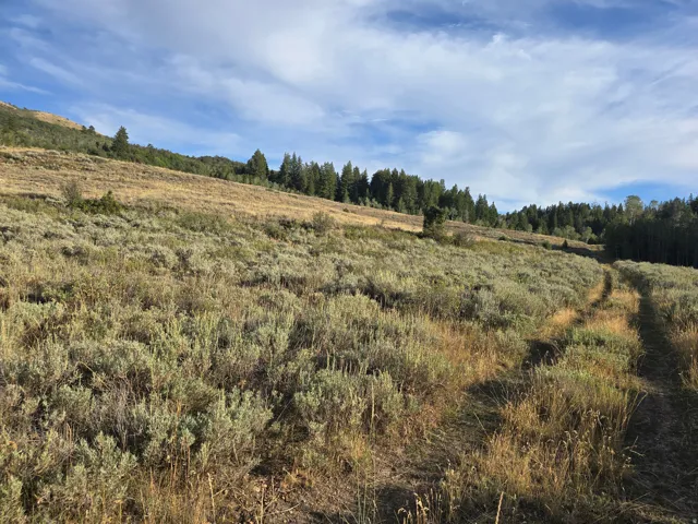 Expansive hillside with diverse natural vegetation, including evergreen trees and sagebrush, under a partly cloudy sky