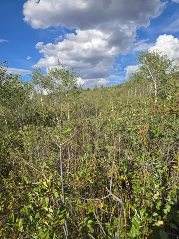 Lush natural vegetation with varied foliage and mature trees under a expansive sky