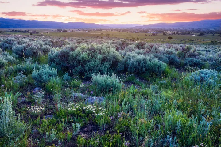 Expansive natural landscape featuring varied shrubbery and scattered wildflowers