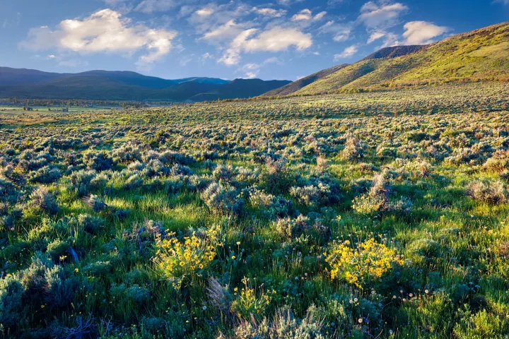 Expansive open land featuring natural vegetation, scattered yellow wildflowers, and distant hills