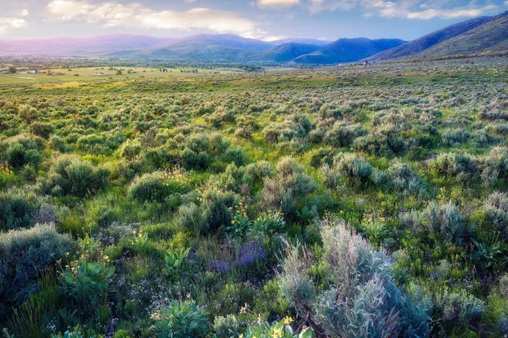 Expansive natural landscape featuring varied green foliage, distant mountains, and a clear sky