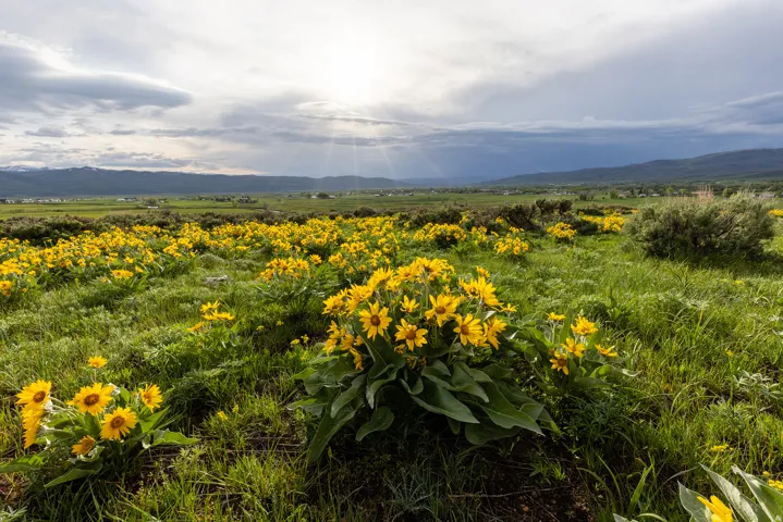 Expansive natural landscape featuring a field of yellow wildflowers, green grasses, distant mountains, and a broad sky