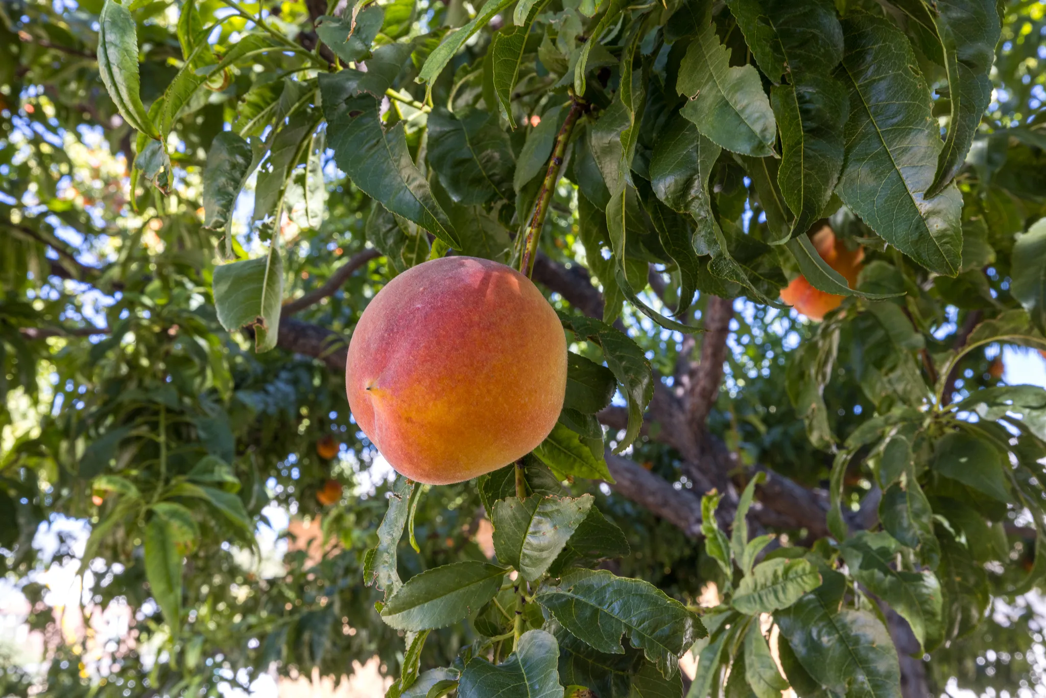 Fruit-bearing tree with green foliage