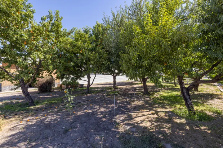 Orchard with multiple fruit trees, some bearing fruit, and a clear sky overhead