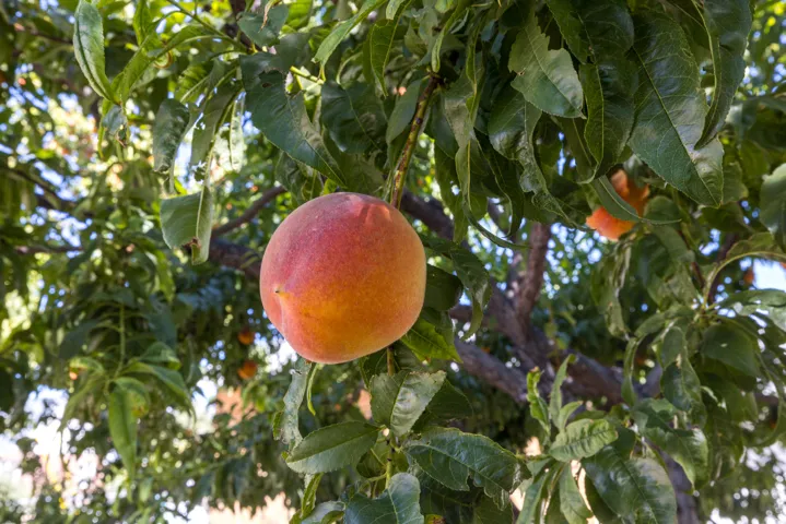 Fruit-bearing tree with green foliage