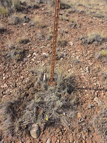 Property corners marked!